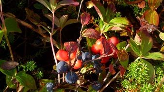 Colorful cranberries and blueberries among the leaves