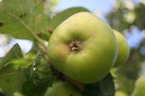 green apple with green leaves on the tree