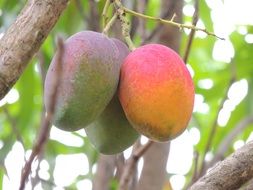 Close-up of exotic fruits on a tree