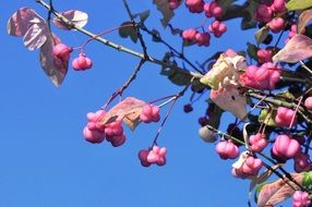 Pink fruit on a tree branch