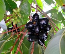 Jamun fruits on the tree