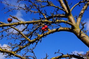red apples on a bare tree