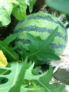 summer watermelon