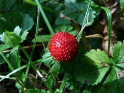 indian translucent strawberry on a stem