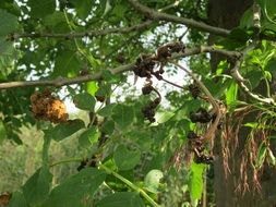 fraxinus excelsior, ash branches with seeds