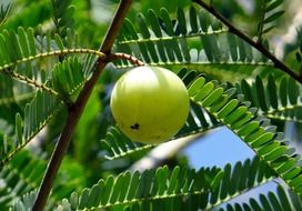 indian gooseberry tree