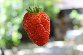 fruit strawberry