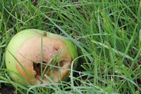 rotten green apple