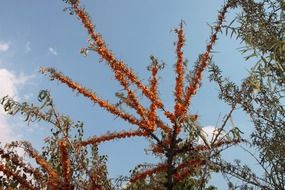 Sea buckthorn berries on branch on a sunny day