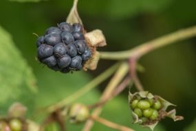 Macro photo of blackberries in summer