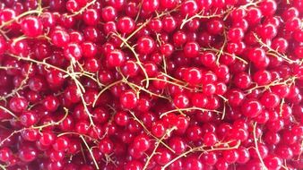 red currant berry