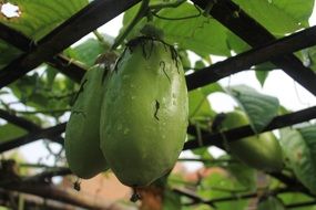 green passiflora quadrangularis fruit