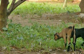 little goat on a green meadow