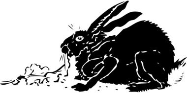 rabbit eating lettuce drawing