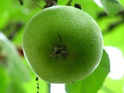 immature green apple on the tree