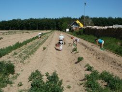 collection of asparagus in Schwetzingen
