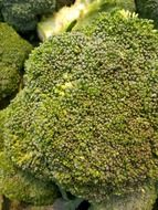 broccoli flower heading