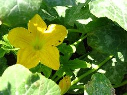 Yellow flowers of zucchini among the leaves in light and shadow