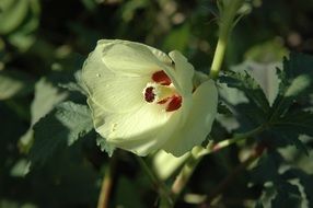 Green and red flower on the green okra plant
