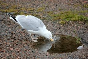 Seagull drinks water