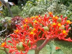 exotic jatropha flower