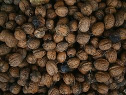 Lots of walnuts in a pile