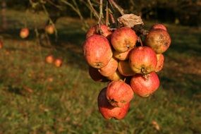 pink autumn apples on a branch