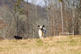 cow and calf in nature