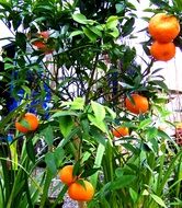 harvest of tangerines in the garden