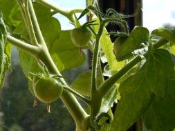 tomatoes greens vegetables
