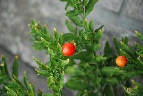 tiny tomatoes on plant