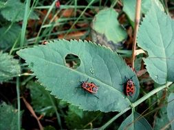 red-black insects on green leaves