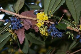 Barberries blossomes on the tree