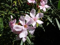 flowering plant