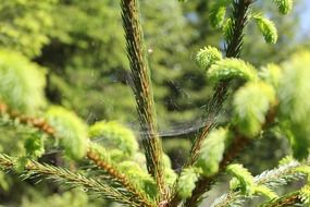 spider web on a conifer close up