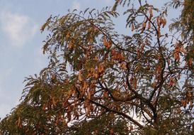 sour medicinal fruits at the tamarind tree