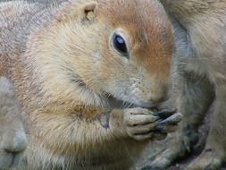 photo of fluffy squirrel close up