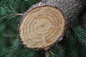 tree trunk cut
