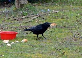 crow with a piece of bread in it's beak