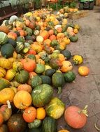 colorful pumpkins in a chaotic manner