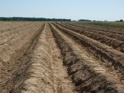 Landscape with asparagus fields