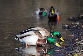 ducks on the lake near the shore