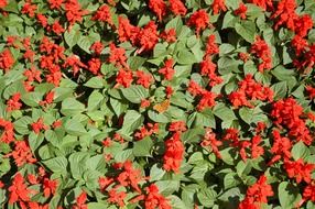 red salvia on flower bed, background