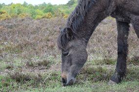 black and brown horse eats something from the ground