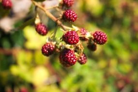 ripe raspberries on a branch close-up on a blurred background