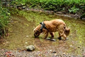 dog drinks water from a pond