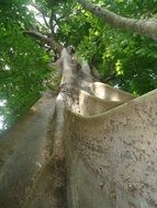 trunk of massive evergreen ombÃº tree, Phytolacca dioica, low angle view