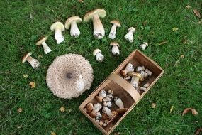 a variety of autumn mushrooms in the meadow and in the basket