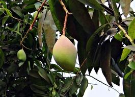 mango fruit on the tree