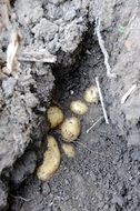 Potatoes for on the ground in a vegetable garden